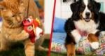 Gotta Fetch 'Em All! Your Pet Will Love Pokémon's Latest Merch Line